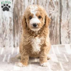 Katrina, Mini Labradoodle Puppy